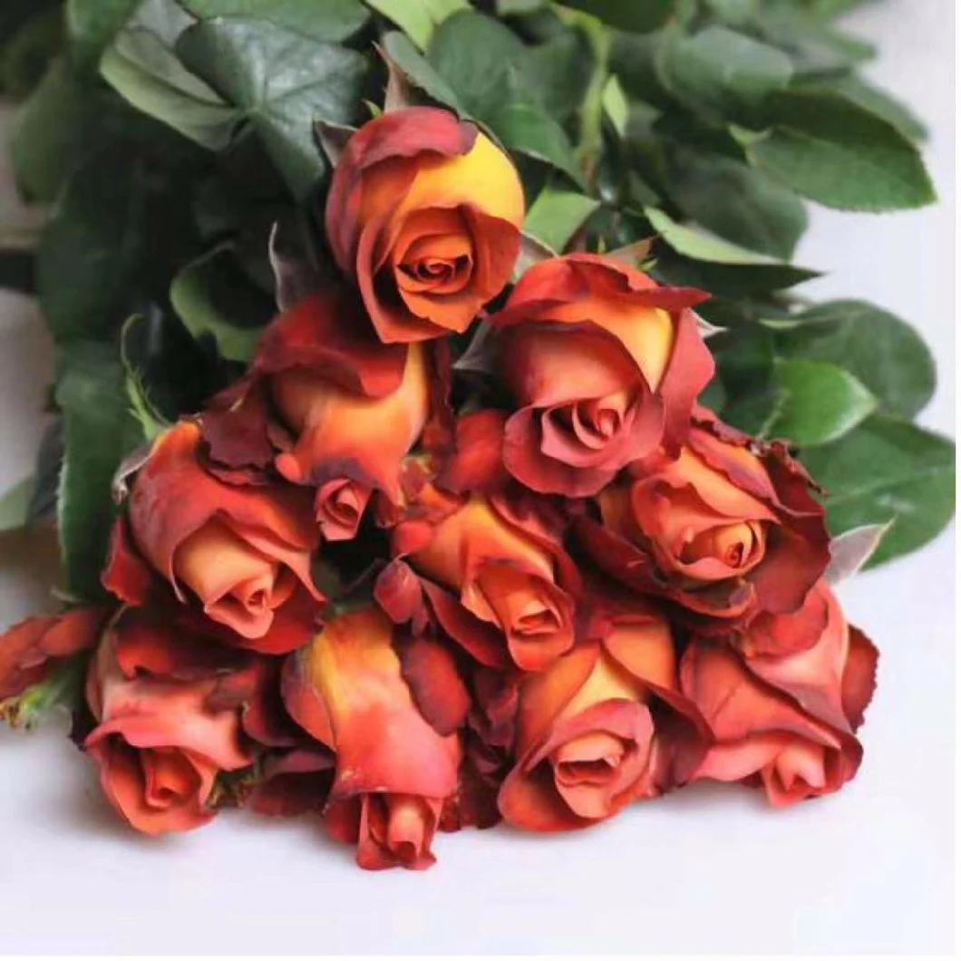 Crazing Selling Fresh Cut Flower Wholesale Fresh Cut Flower Coffee Roses for Decoration