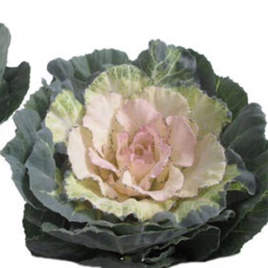Export Fresh Cut Flower Wholesale Fresh Cut Flower Brassica Oleracea for Decoration