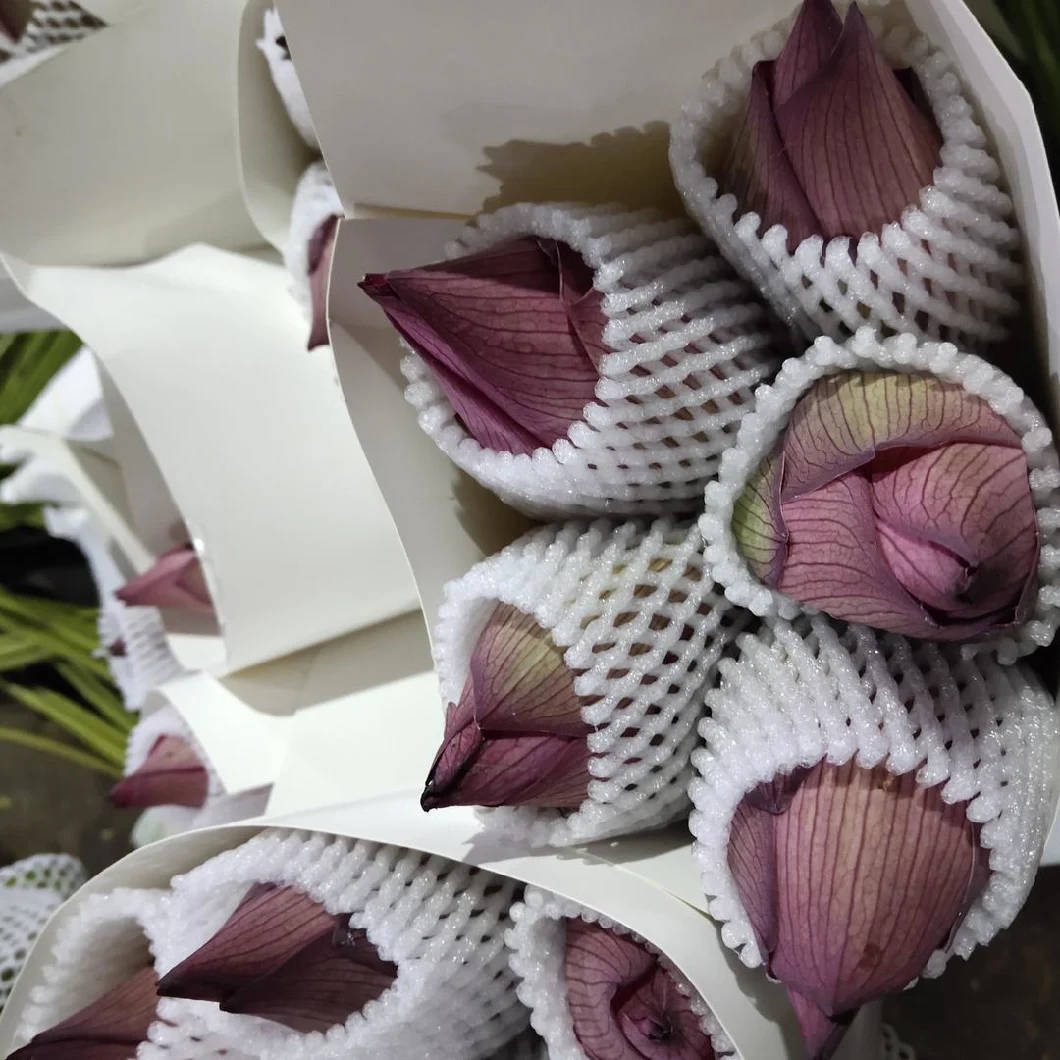 Nice Discount Fresh Cut Flower Wholesale Fresh Cut Flower Double Lotus for Decoration