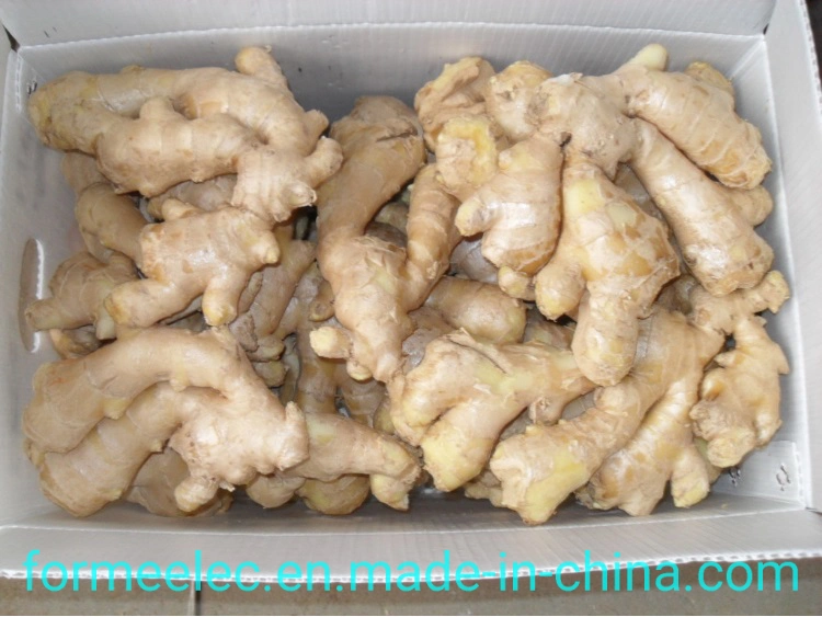 China Ginger Dry Ginger Chinese Ginger Air-Dried Ginger Fresh Ginger