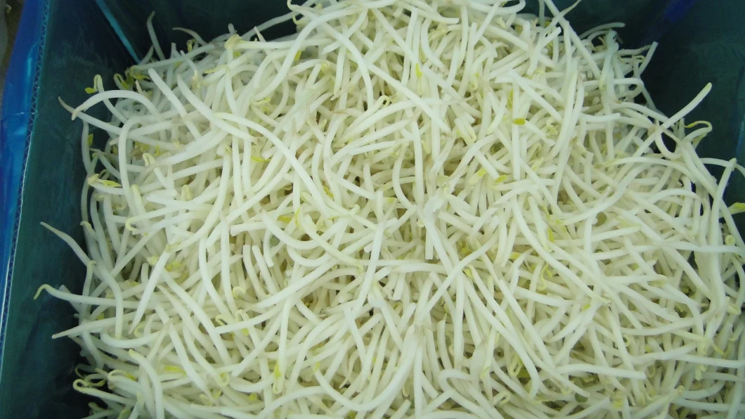 High Quality Factory Price IQF Vegetable Fresh Green Bean Sprout Frozen Mung Beans Sprouts