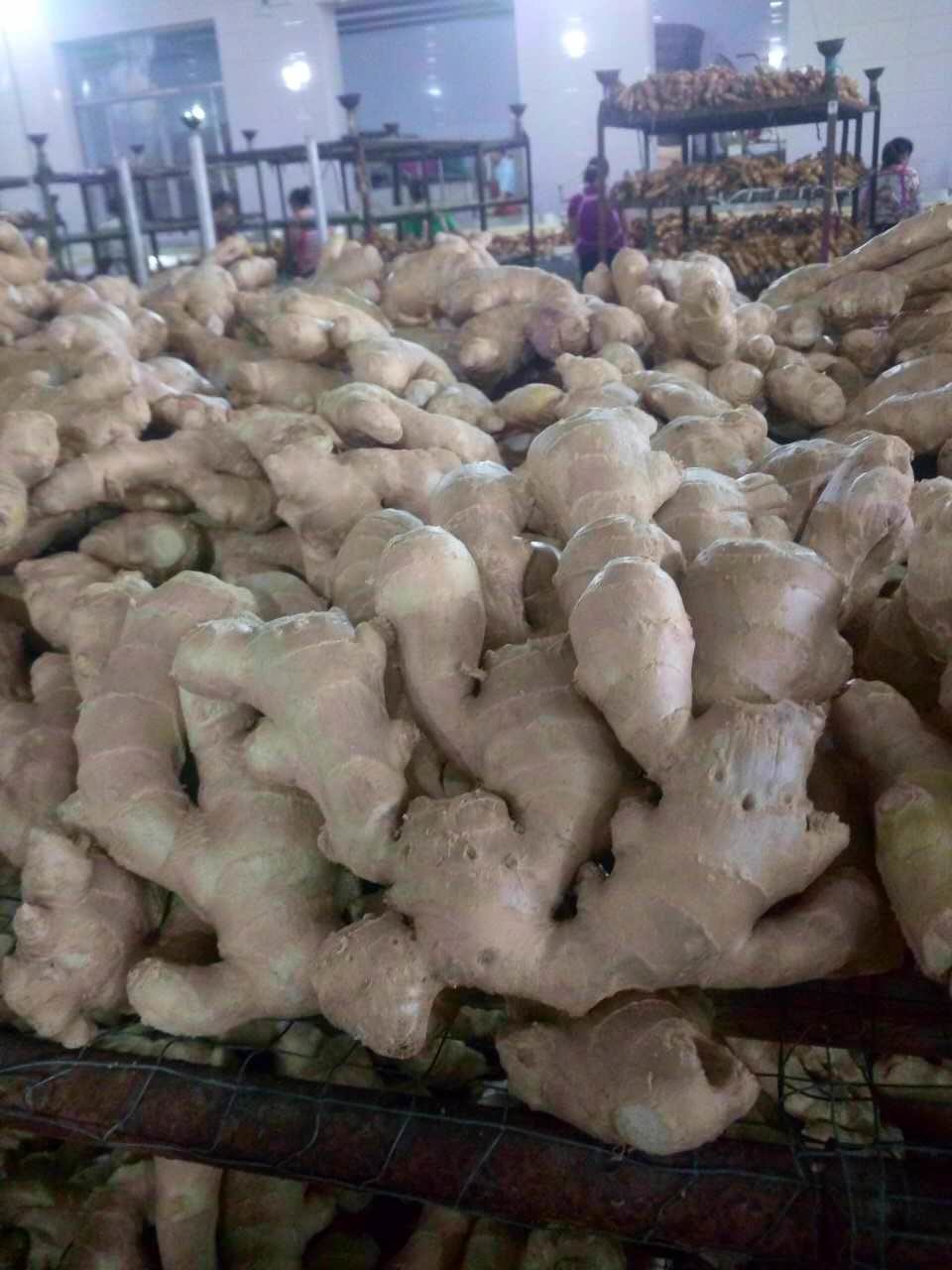 Air Dried Ginger/Dried Ginger/Fresh Ginger with Global Gap