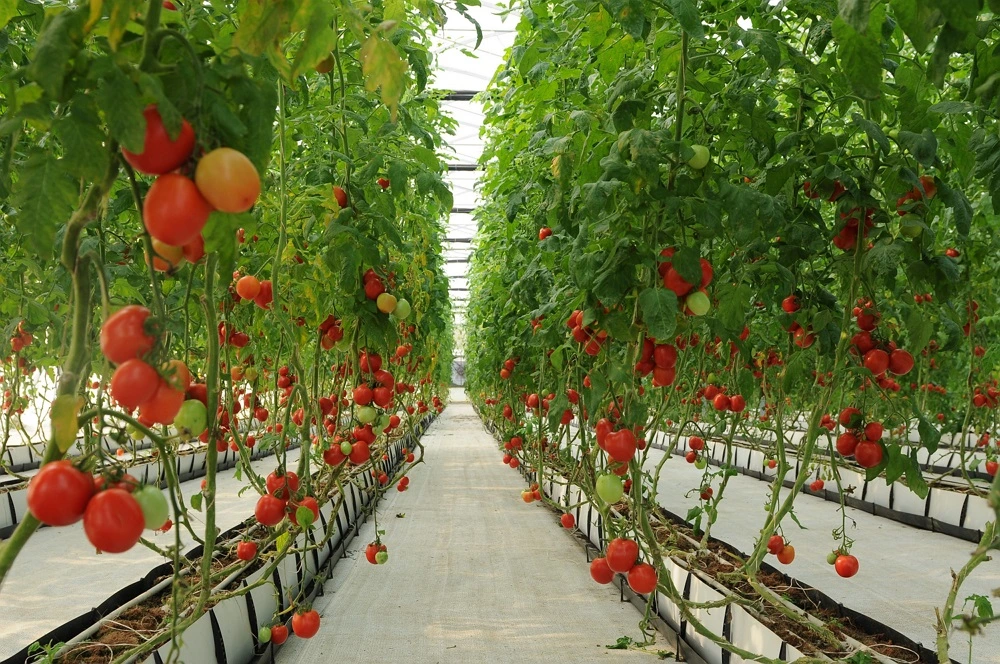 Naturally Grown Cherry Tomatoes Cherry Tomato Fresh Red Solanceous Vegetabless