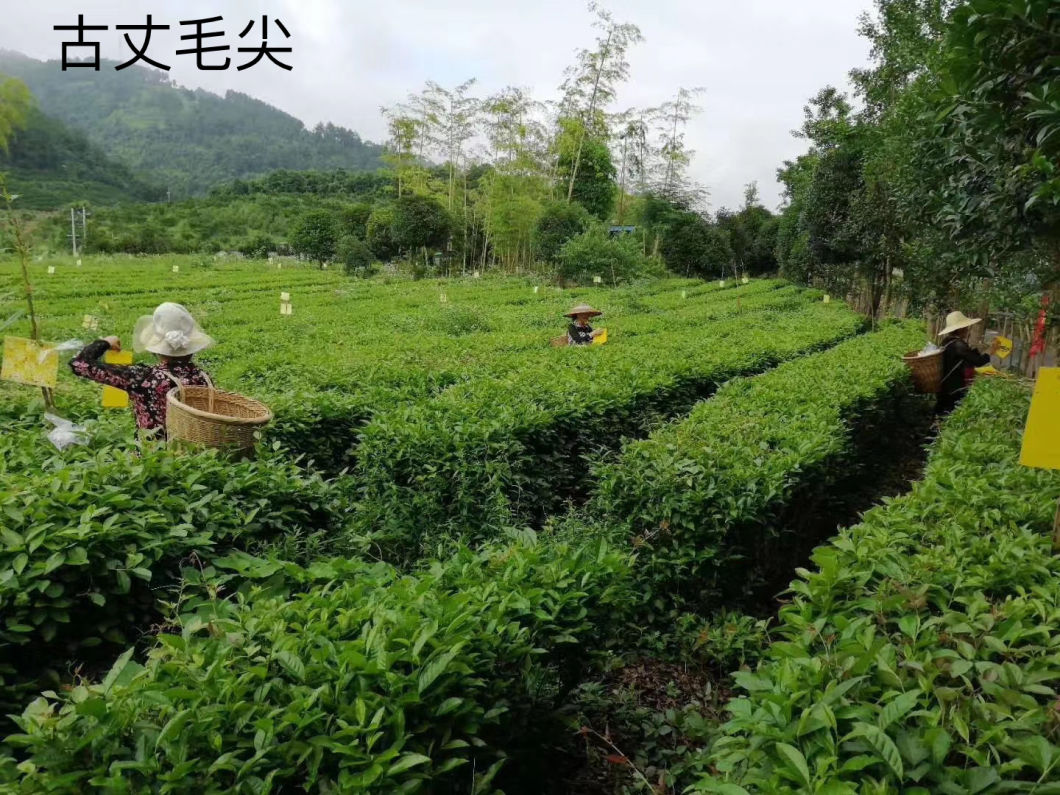 Chinese Guzhang Maojian Green Tea Famous Tea