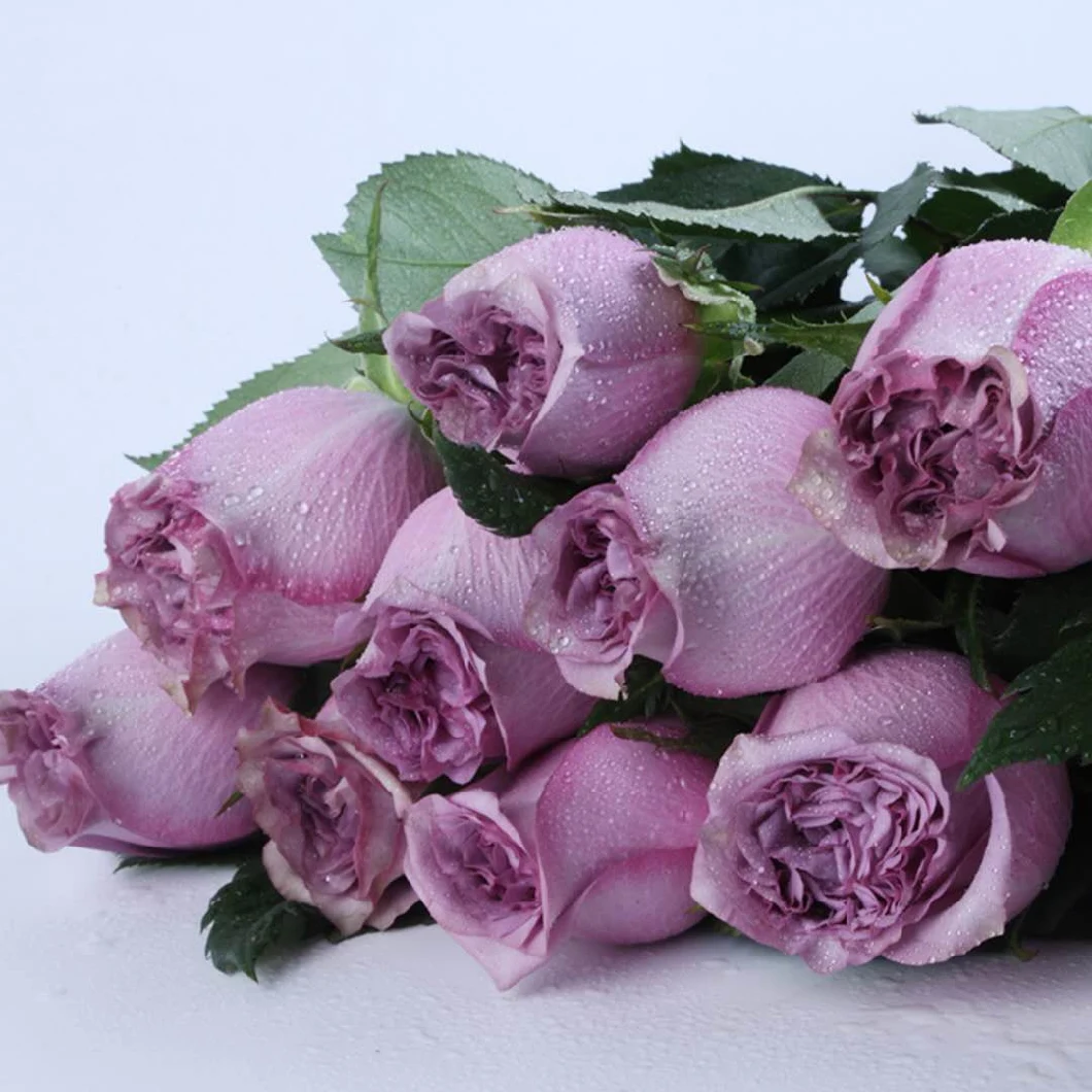 Premium Quality Fresh Flower Wholesale Fresh Cut Flower Dorota Rose for Decoration