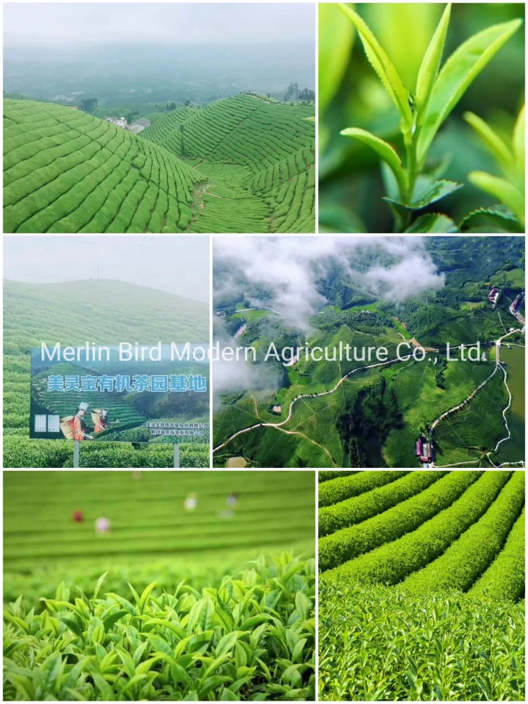 Organice Mint Black Tea Green Tea Loose Tea
