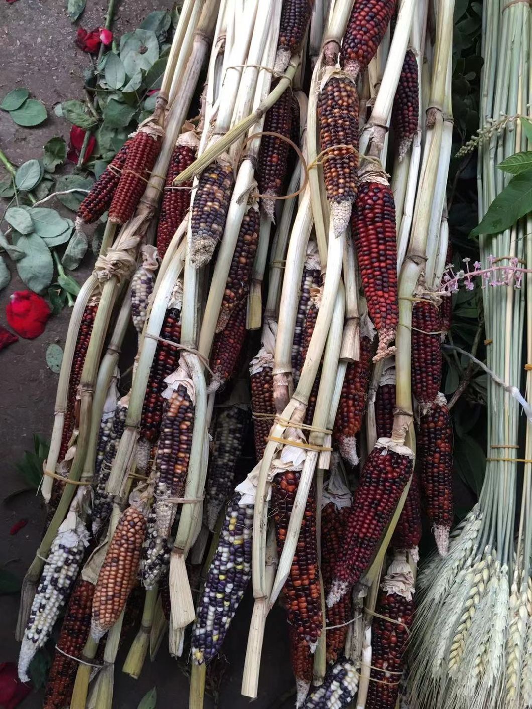 Crazing Selling Fresh Cut Flower Fresh Cut Flower Decorative Real Corn for Decoration