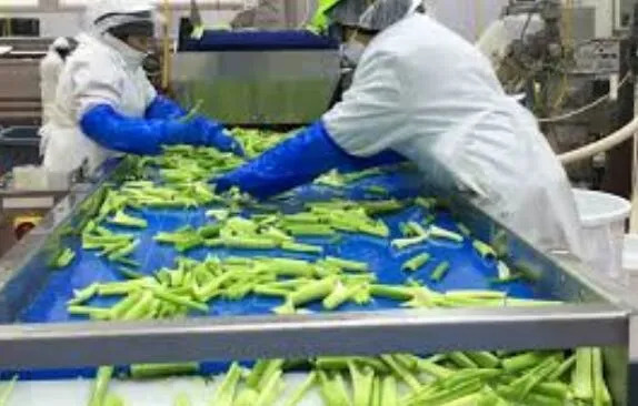 Celery Washing Line Celery Processing Machine