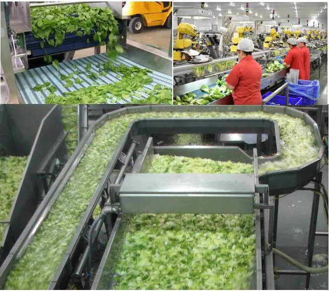 Lettuce Processing Line Salad Lettuce Machine