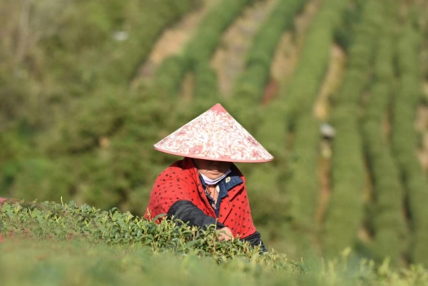 2020 Qingming First Flush Green Tea Maojian Green Tea