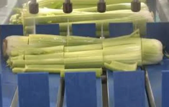 Celery Washing Line Celery Processing Machine