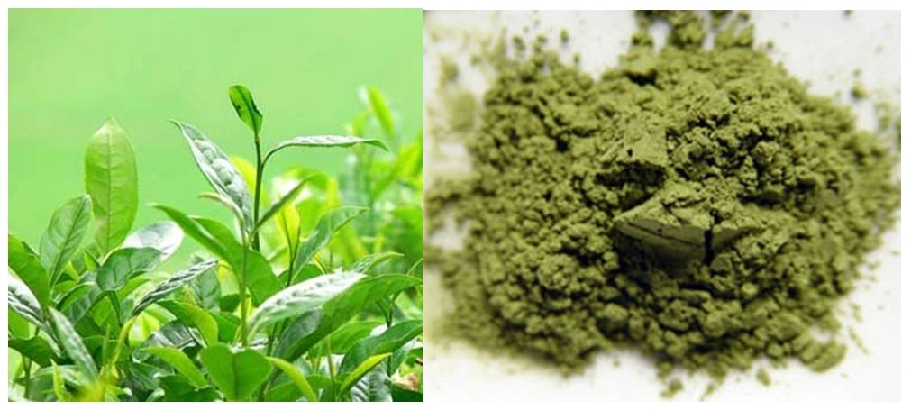 Green Tea Powder Matcha Tea Powder