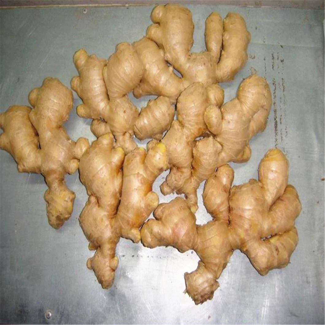 2020 Fresh Ginger Buyer Dried Ginger Indonesian From Ginger Supplier