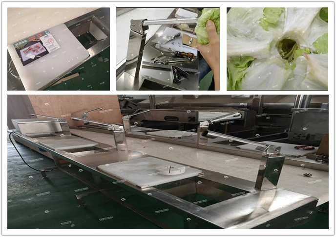 500-1000 Kg Automatic Lettuce Washing Production Line Lettuce Cutting Machine Lettuce Salad Line