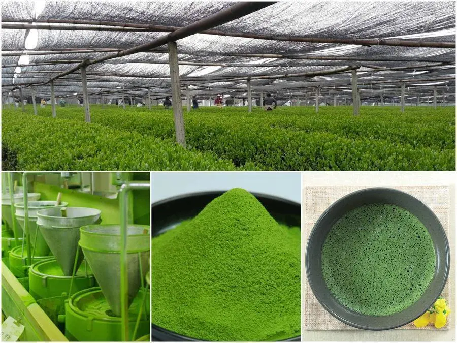 GMP Factory Supply 100% Nature Fresh Matcha Green Tea /Organic Matcha /Matcha Powder