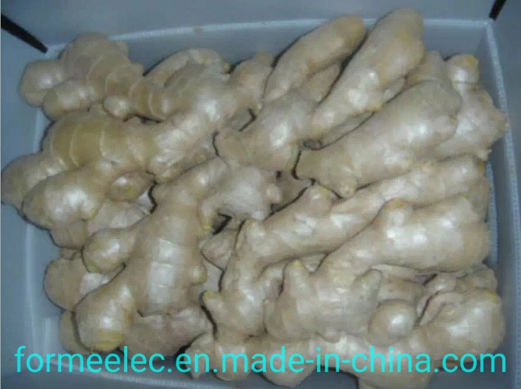 China Ginger Dry Ginger Chinese Ginger Air-Dried Ginger Fresh Ginger