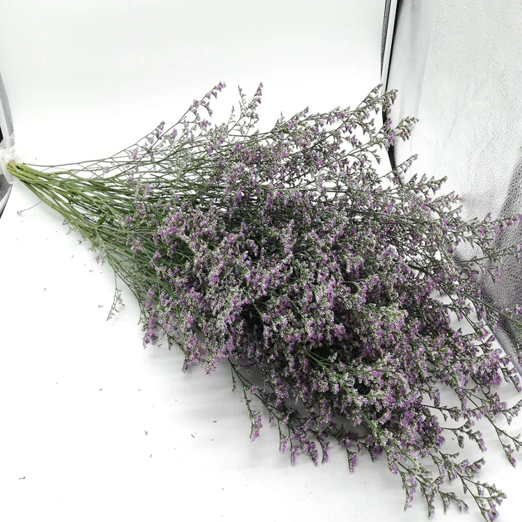 Fresh Real Flowers Processing Type Fresh Cut Flower Purple Limonium for Decoration