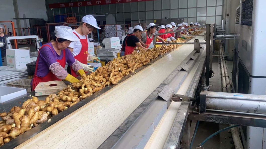 Fresh Ginger 2020 Top Grade New Crop Vegetable Bulk Fresh Ginger Root Price in China