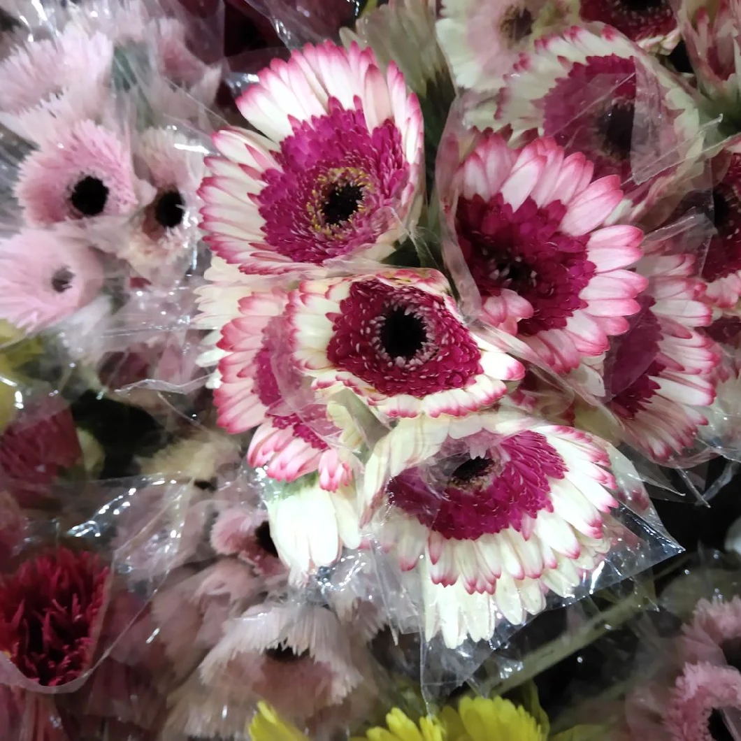 2019 Best Selling Flower Ornamental Fresh Cut Leaves Fresh Cut Flower Colorful Gerbera for Decoration