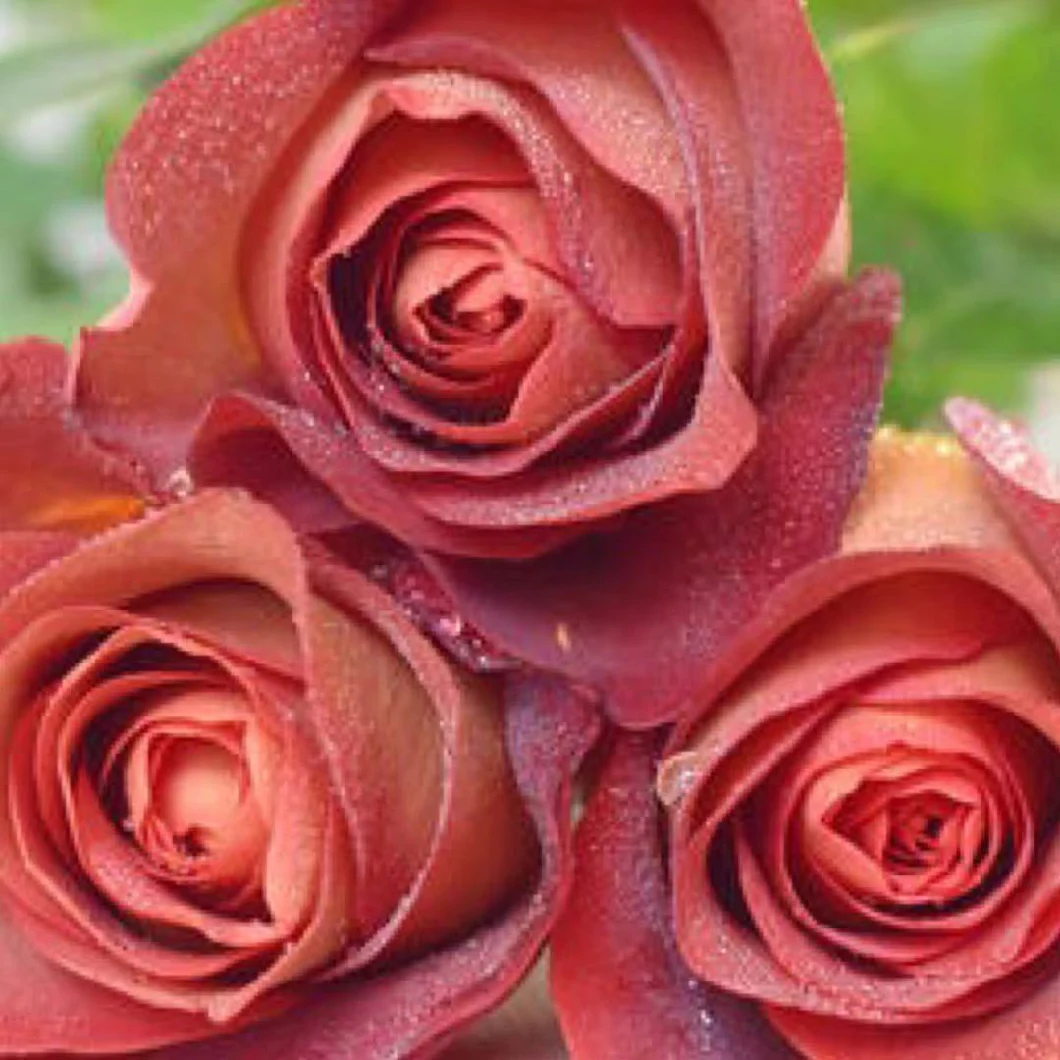 Crazing Selling Fresh Cut Flower Wholesale Fresh Cut Flower Coffee Roses for Decoration