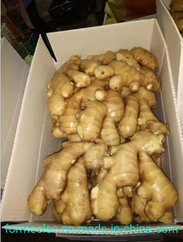 China Ginger Dry Ginger Chinese Ginger Air-Dried Ginger Fresh Ginger