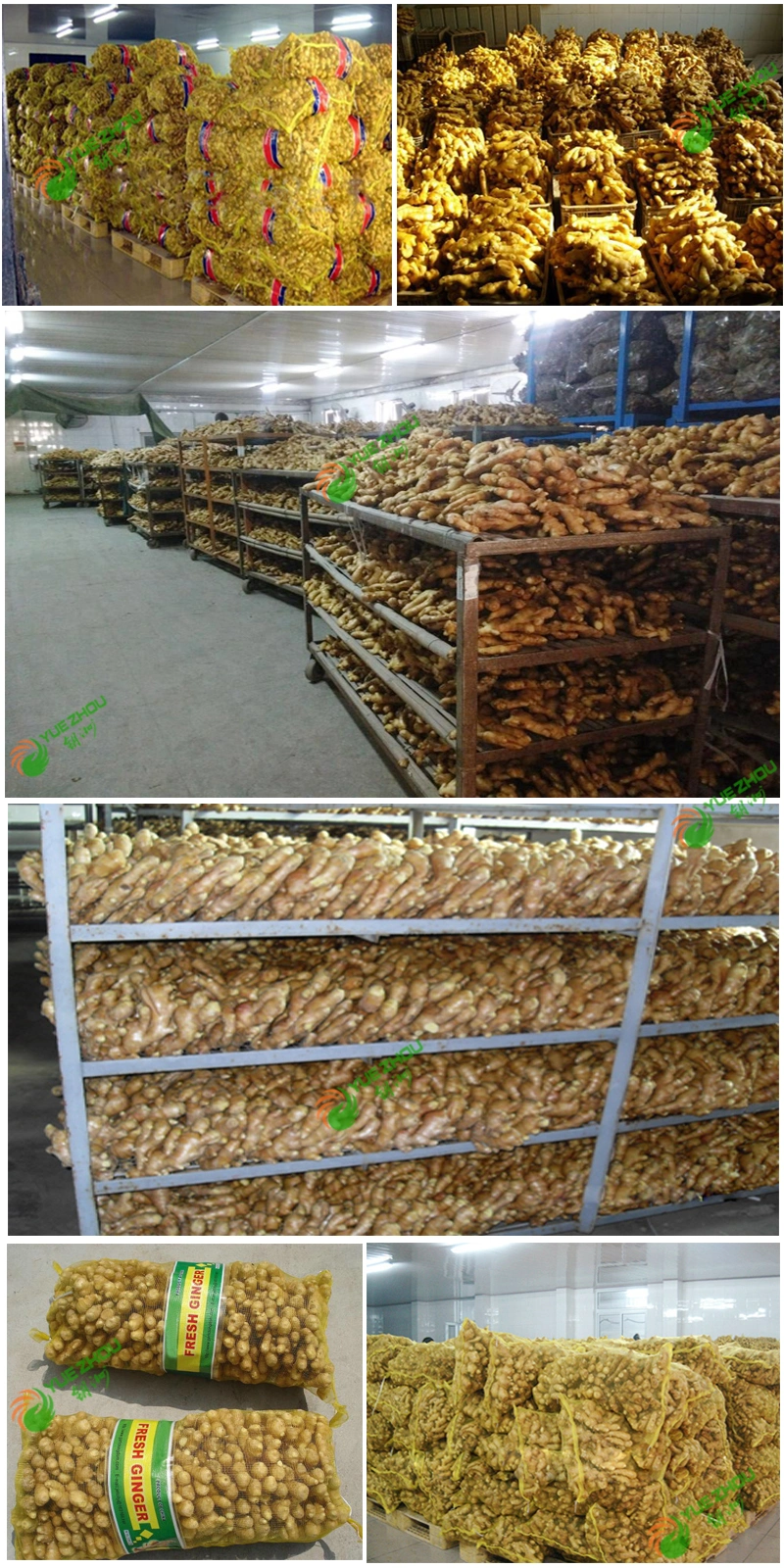 Organic Ginger Chinese Fresh Ginger 2021 New Crop Ginger with Price