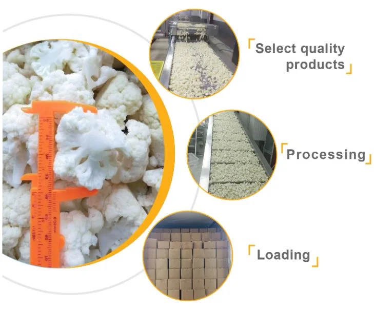 Cauliflower Frozen Cauliflower Best Selling Shandong Fresh Cauliflower and Frozen Cauliflower