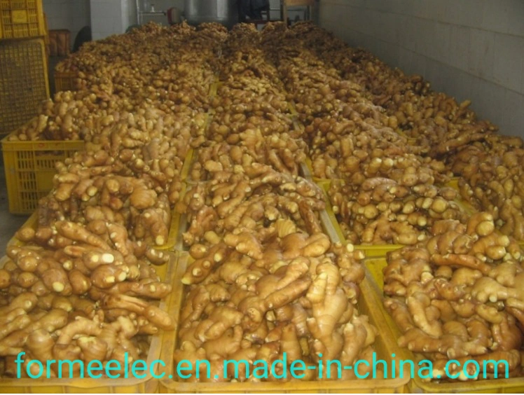 China Ginger Dry Ginger Chinese Ginger Air-Dried Ginger Fresh Ginger