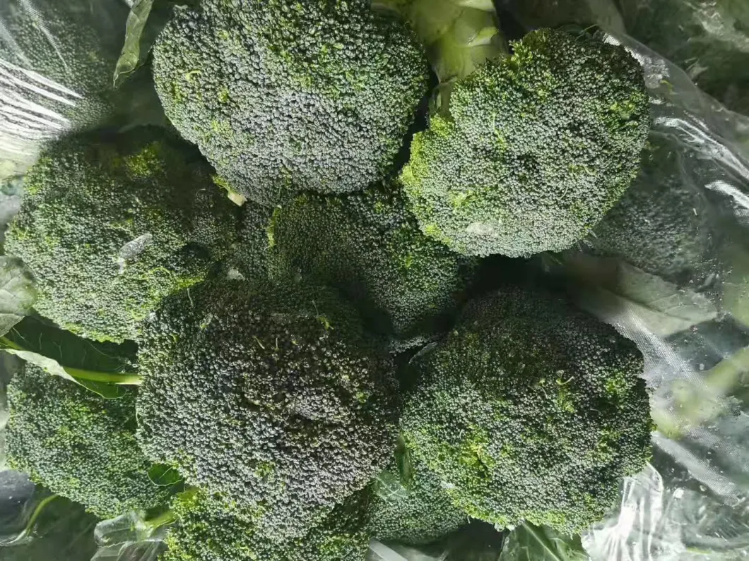 High Quality Fresh Broccoli IQF Broccoli Frozen Broccoli