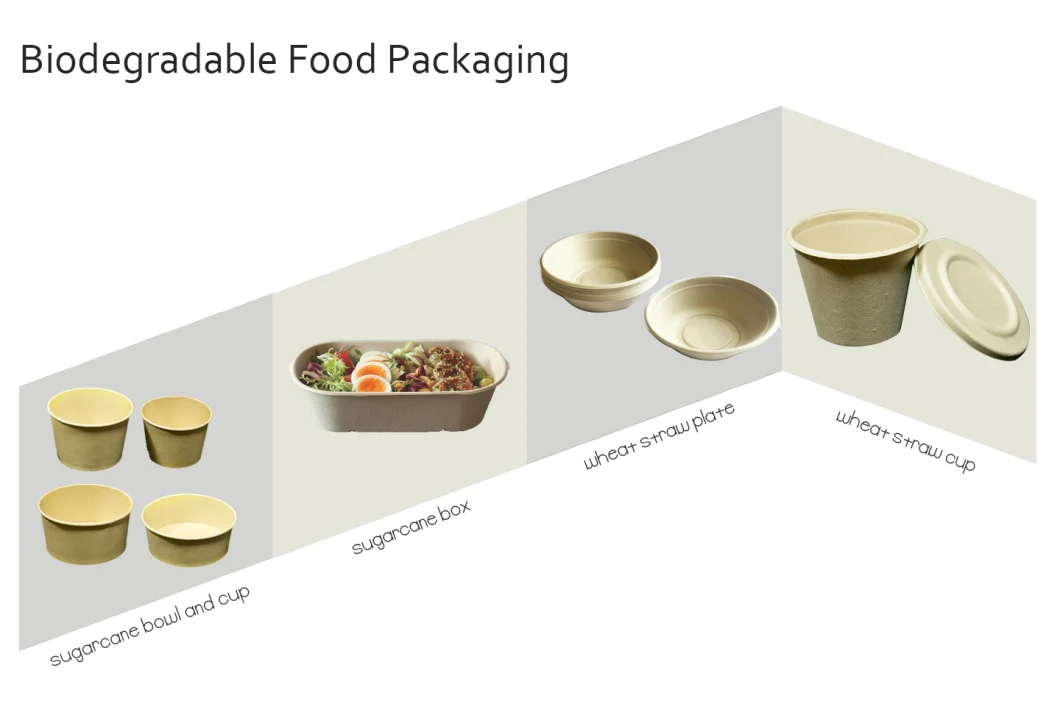 Compostable White Bagasse or Bamboo Fiber Paper Disposable Lunch Box with Two/Three Compartments with Clamshell