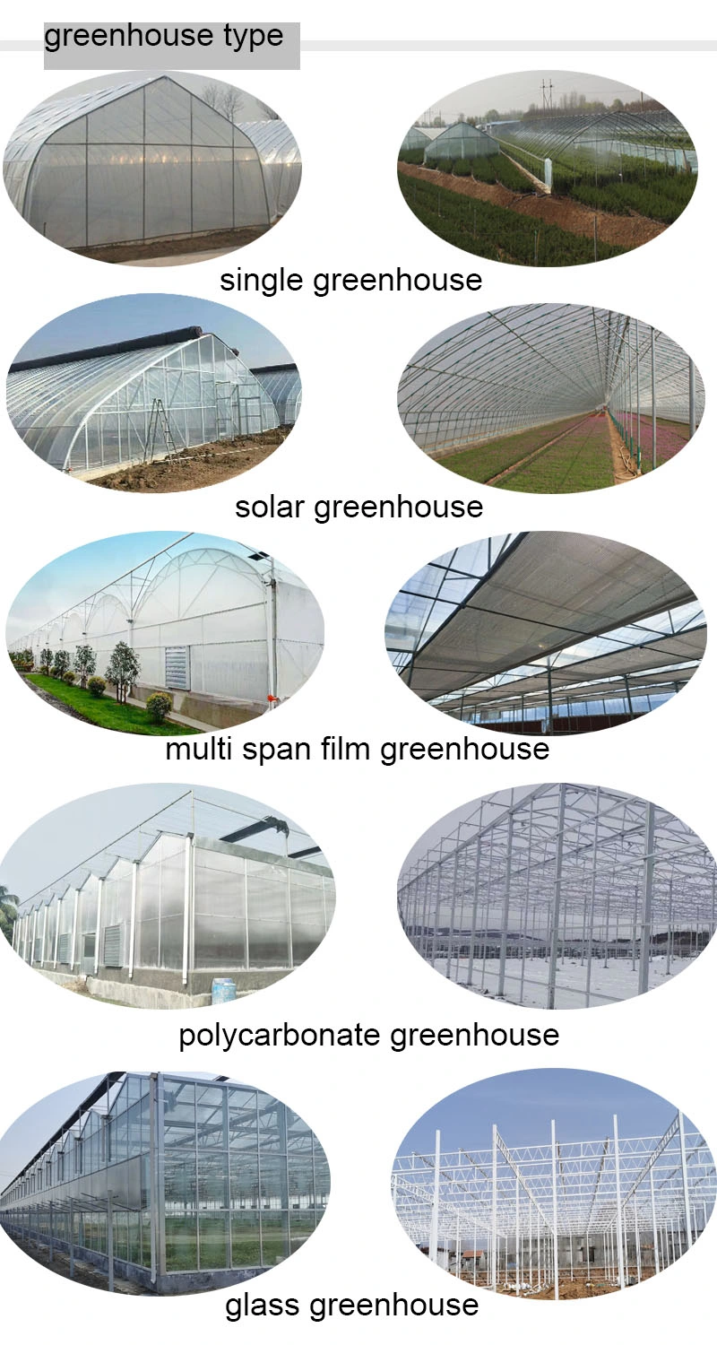 Economical Nft Hydroponic Lettuce Plastic Film Greenhouse for Lettuce