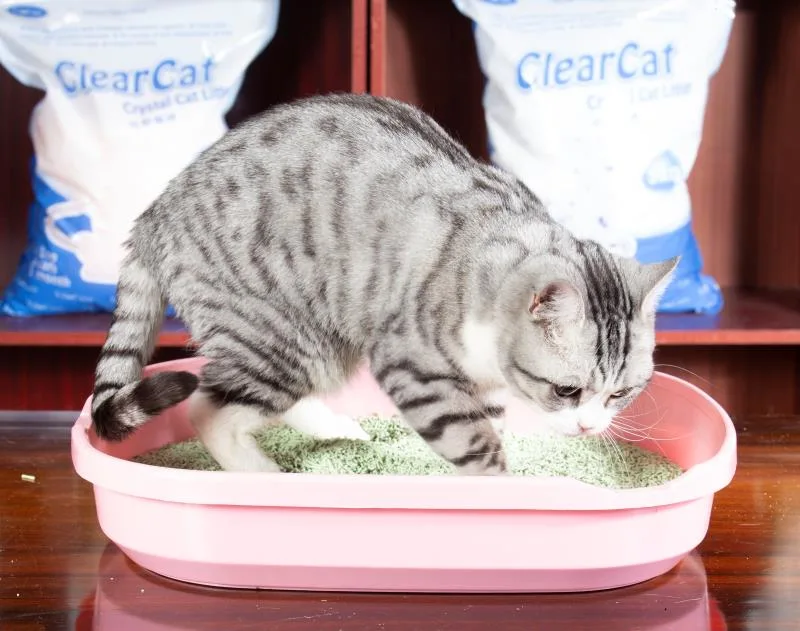 High-Quality Deodorant Low Dust Not Pulling Over Bentonite Cat Litter