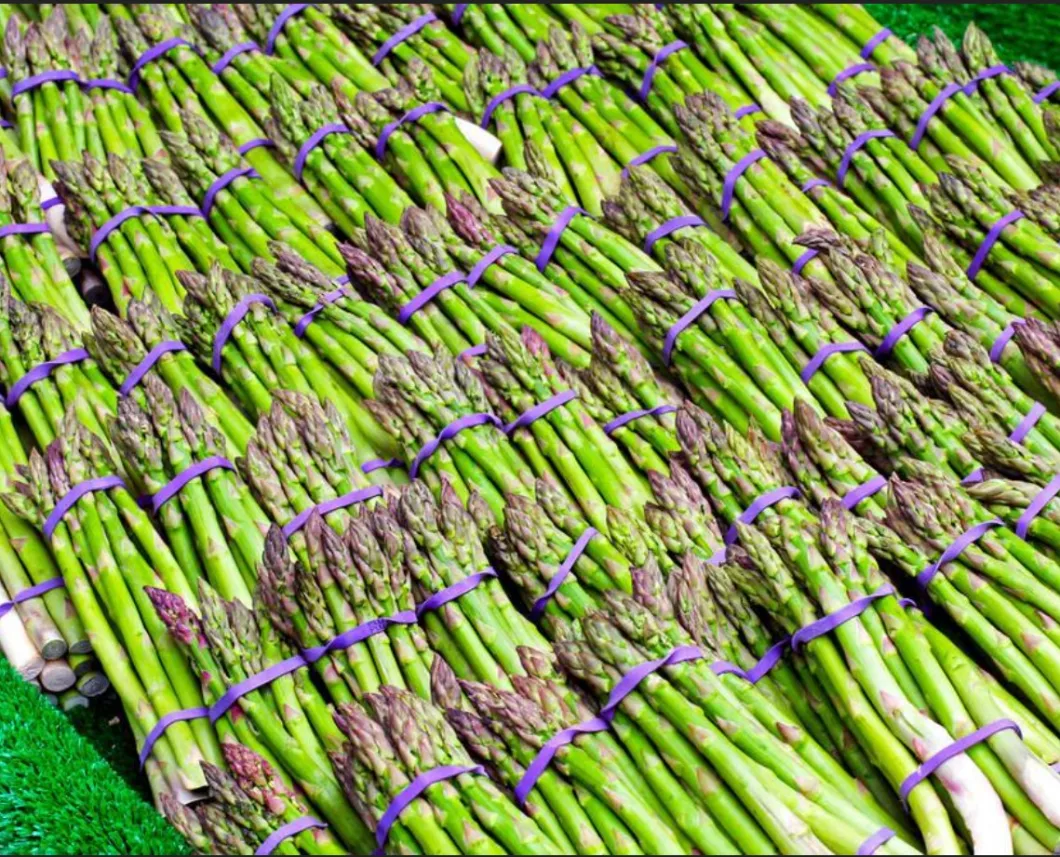 Asparagus Officinalis Beads Green Asparagus Frozen Green Asparagus