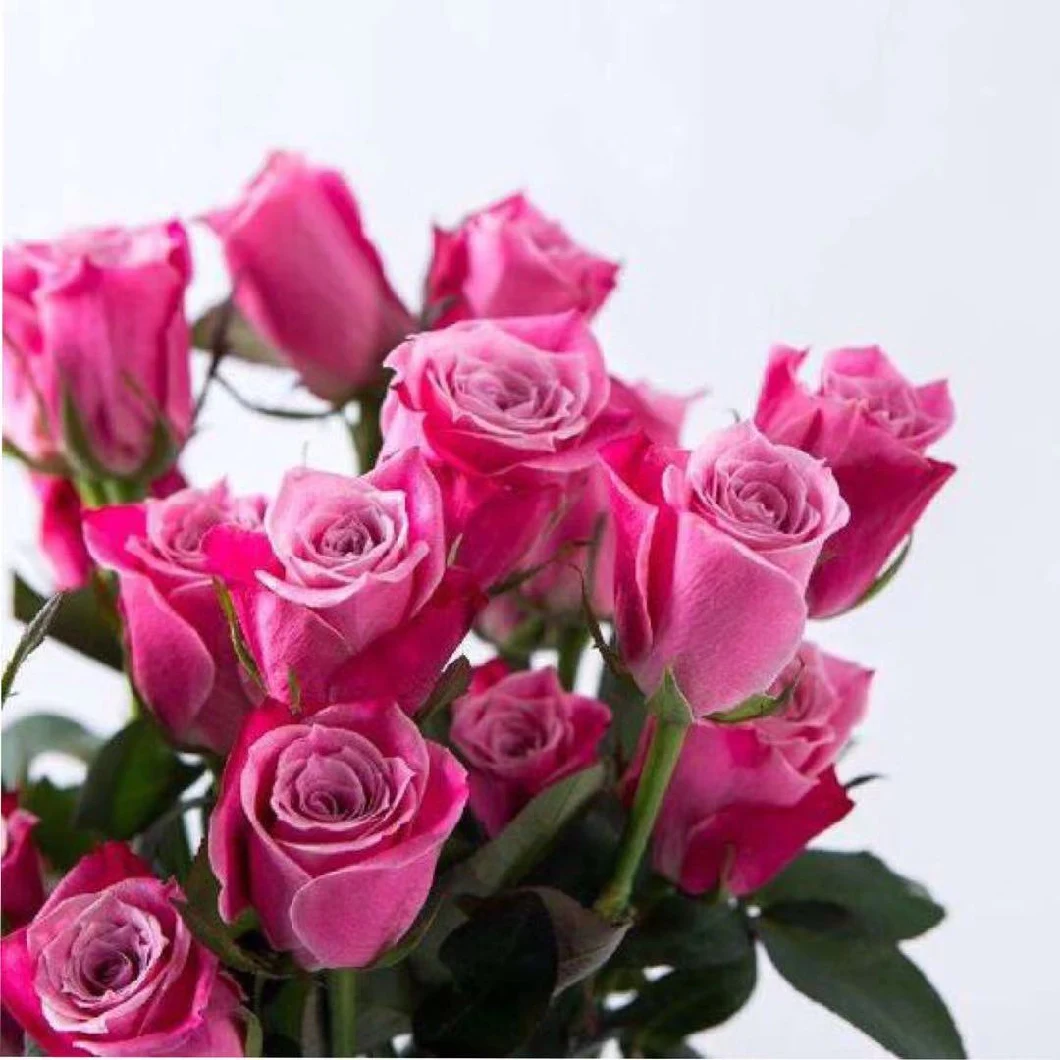 Premium Quality Fresh Flower Wholesale Fresh Cut Flower Fushi Roses for Decoration