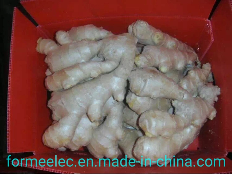 China Ginger Dry Ginger Chinese Ginger Air-Dried Ginger Fresh Ginger