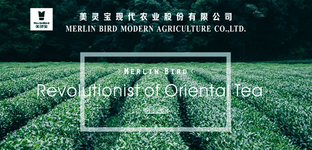 Superfine Organic Green Tea Leaves Bi Luo Chun