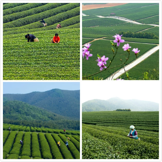 Special Chinese Green Tea Zisun Tea Luyu Tea