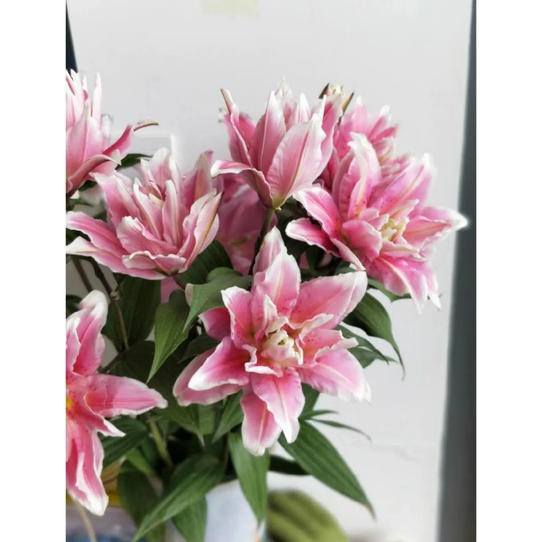Premium Quality Fresh Flower Best Selling Ornamental Fresh Cut Flower Dual-Headed Natalia for Decoration