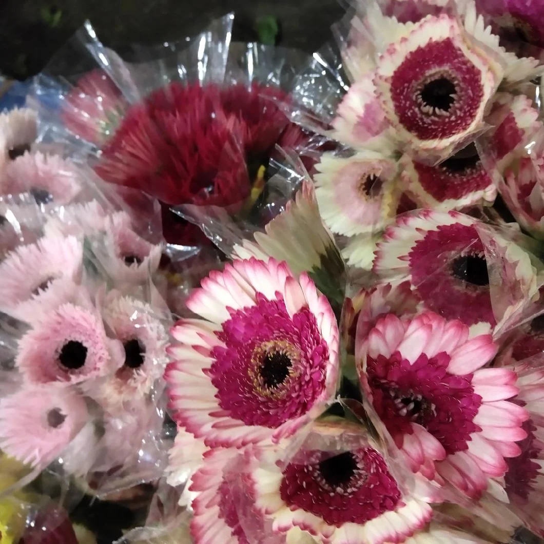 2019 Best Selling Flower Ornamental Fresh Cut Leaves Fresh Cut Flower Colorful Gerbera for Decoration