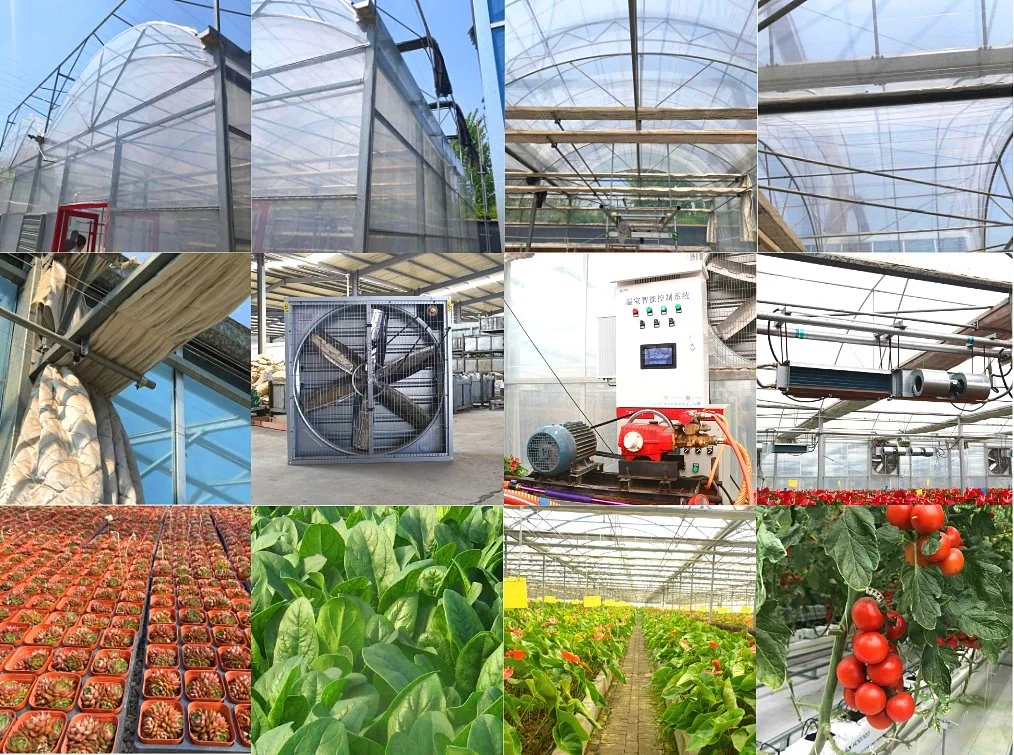 Multi-Span Film Greenhouse with Inside and Outside Shading System