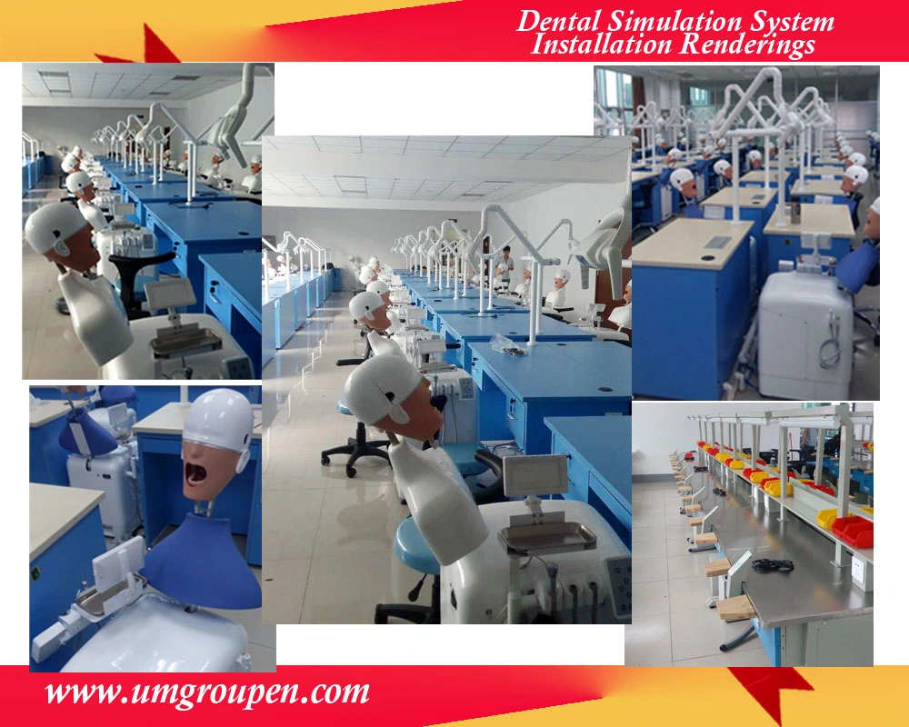 Medical Teaching Equipment High Quality Dental Teaching Model