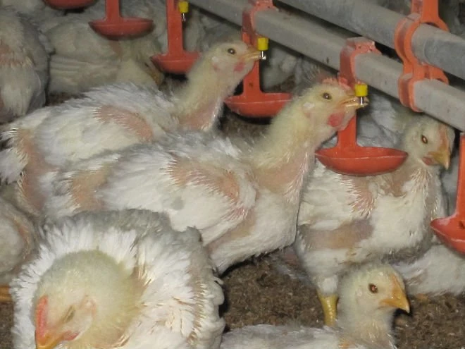Full Set Poultry Farm Equipment Breeder Pan Feeding Equipment