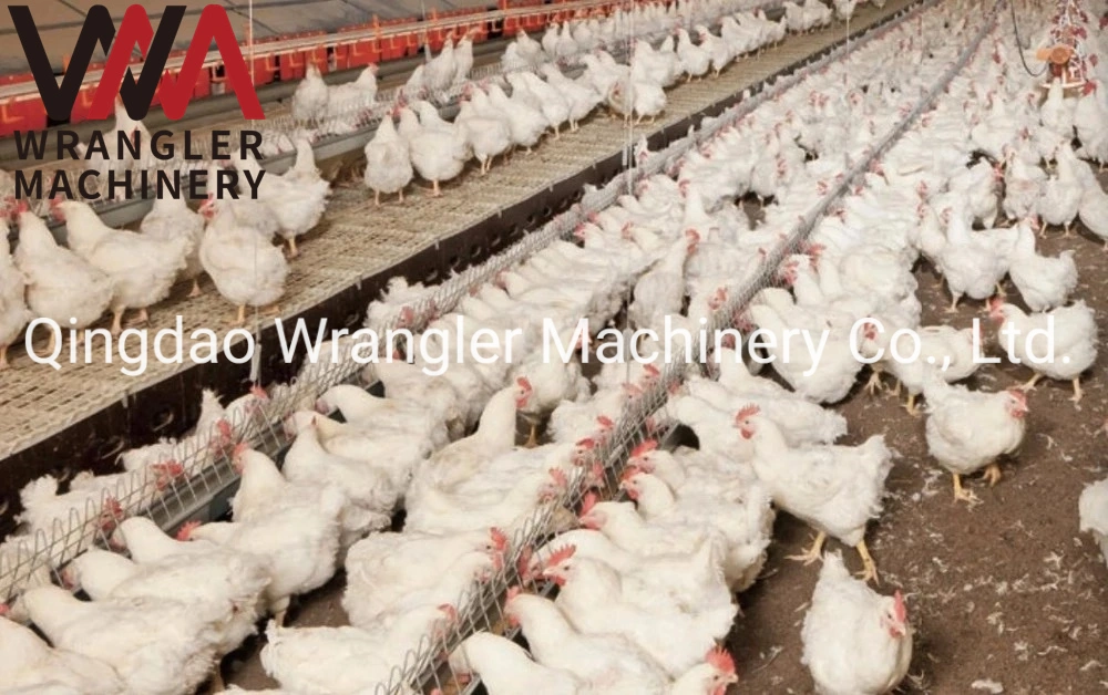 Automatic Poultry Feeding Equipment/ Poultry Farming Equipment