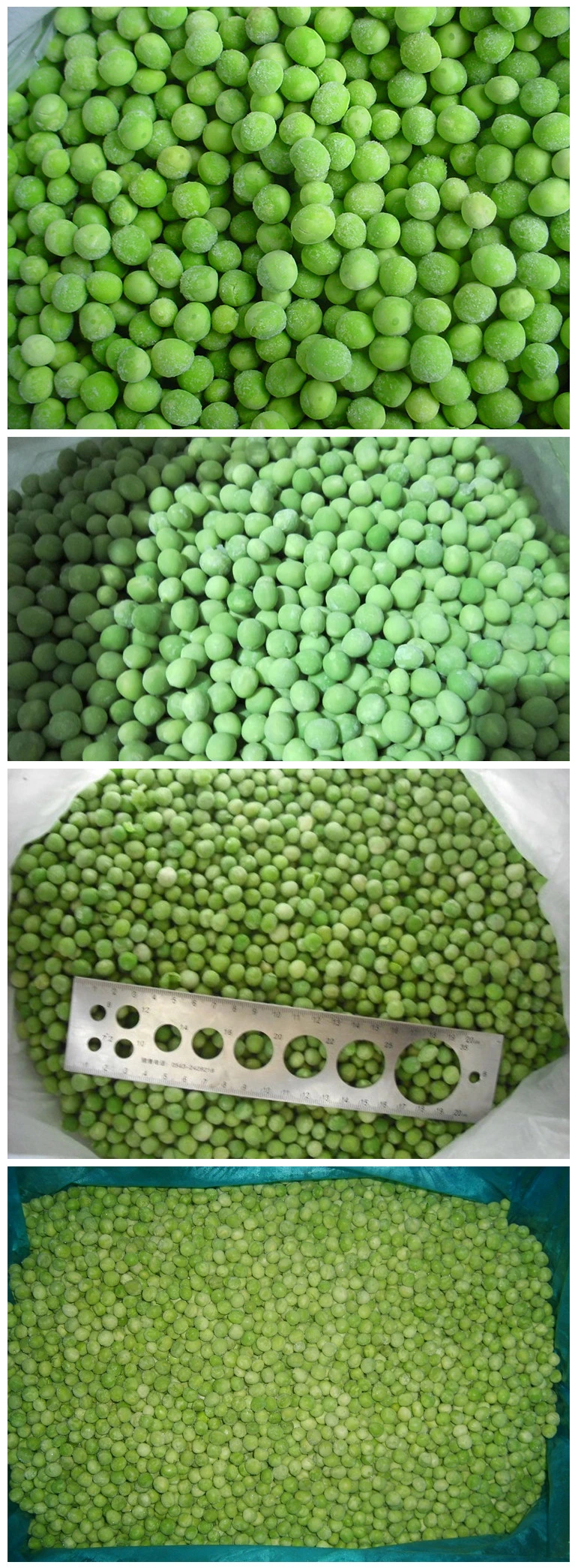 Frozen Green Pea with The New Season