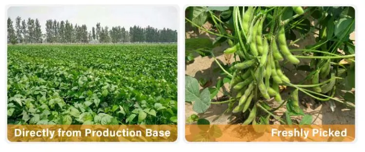 IQF Frozen Shelled Green/Yellow Soybean Best Price