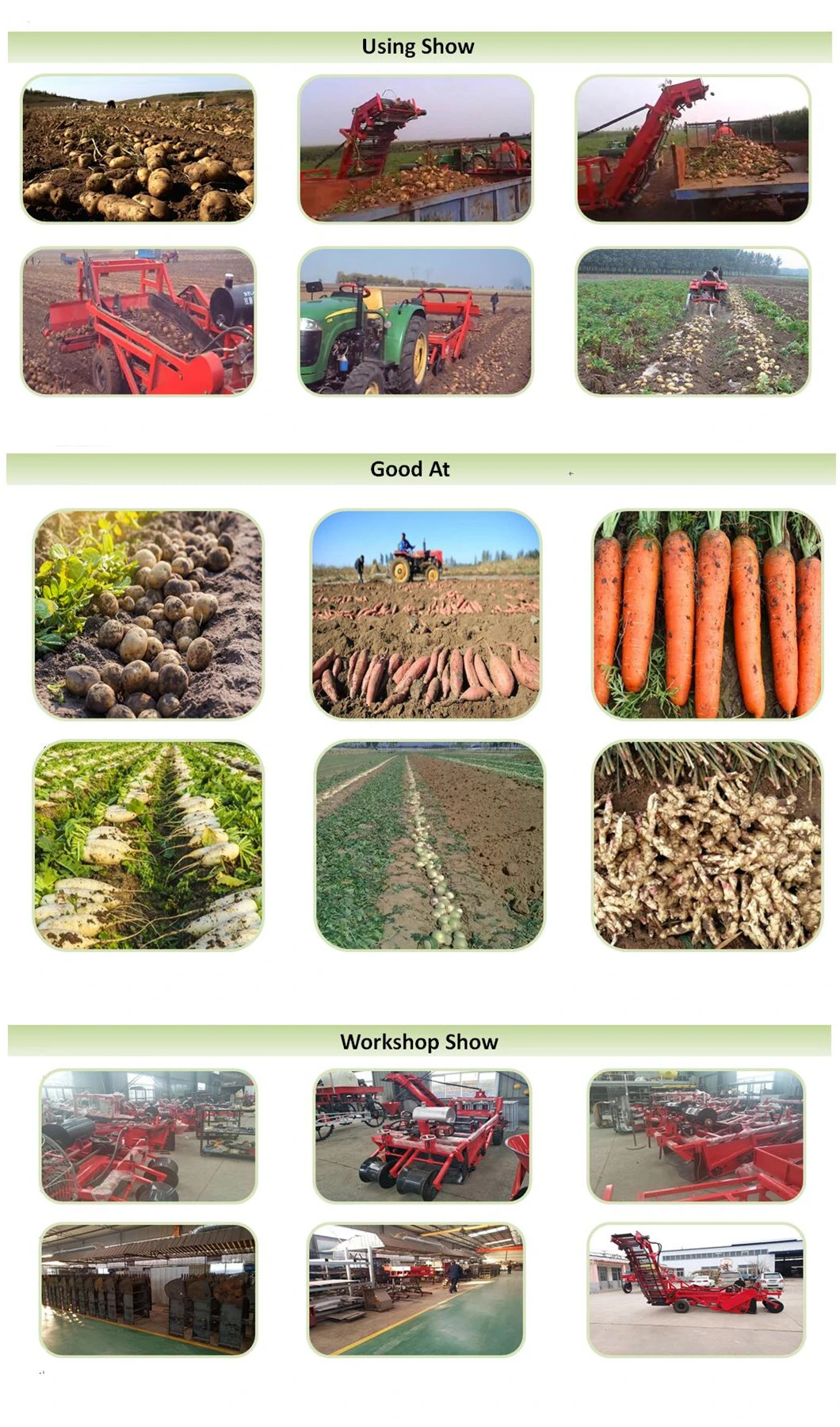 Potato Harvesting Machine / Solanum Tuberosum Sweet Potato Harvesting Equipments / Patata Spud Murphy Harvester