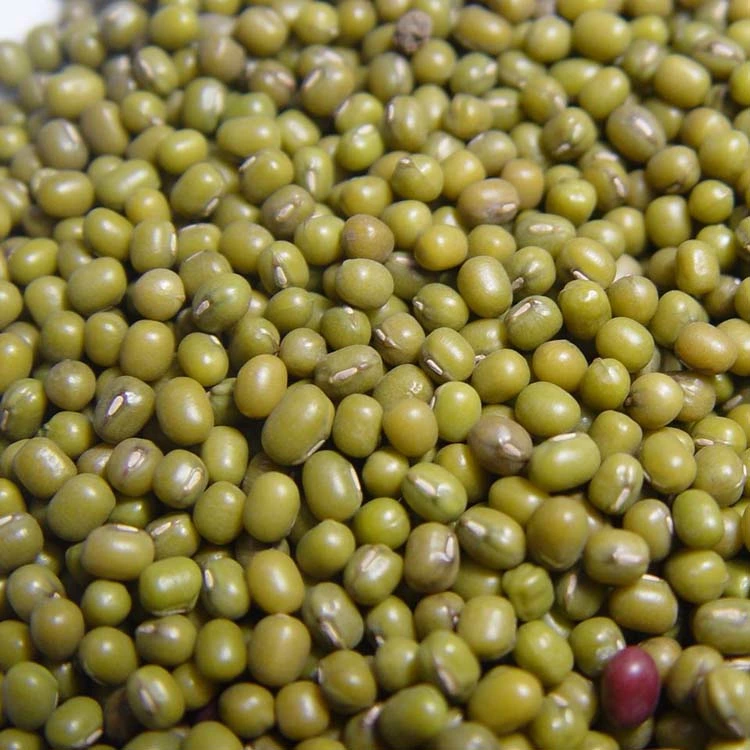Organic Green Mung Beans Fresh Mung Beans 3.6mm