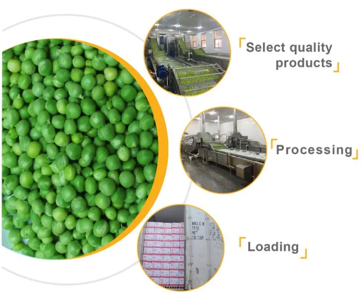 China High Quality IQF Frozen Green Pea