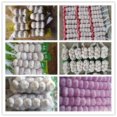 Wholesale Cheap Bulk Fresh Selected Good Quality Chinese Fresh White Garlic with Good Quality