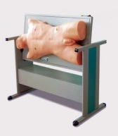 High Quality Human Model Comprehensive Centesis and Percussion Examination Skills Training Manikin Msl -Ck810 on Sale